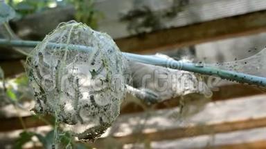 花园或后院里的一种树，寄生着毛毛虫，上面覆盖着蜘蛛蛾的网。天幕毛虫属